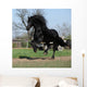 Gorgeous Friesian Stallion with Wall Mural