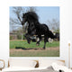 Gorgeous Friesian Stallion with Wall Mural