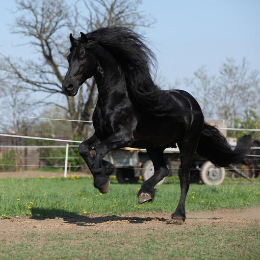 Gorgeous Friesian Stallion with Wall Mural