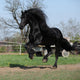 Gorgeous Friesian Stallion with Wall Mural