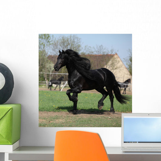 Gorgeous Friesian Stallion with Wall Mural