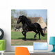 Gorgeous Friesian Stallion with Wall Mural