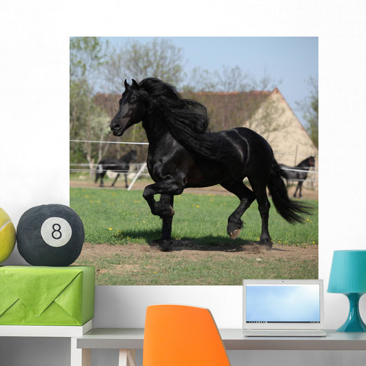 Gorgeous Friesian Stallion with Wall Mural