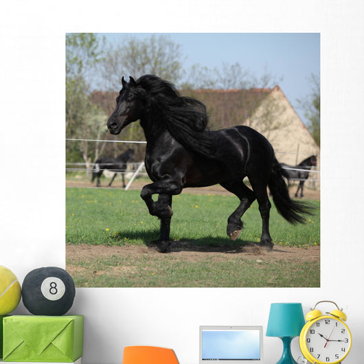 Gorgeous Friesian Stallion with Wall Mural