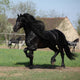 Gorgeous Friesian Stallion with Wall Mural