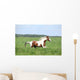 Paint Horse Stallion Running Wall Mural