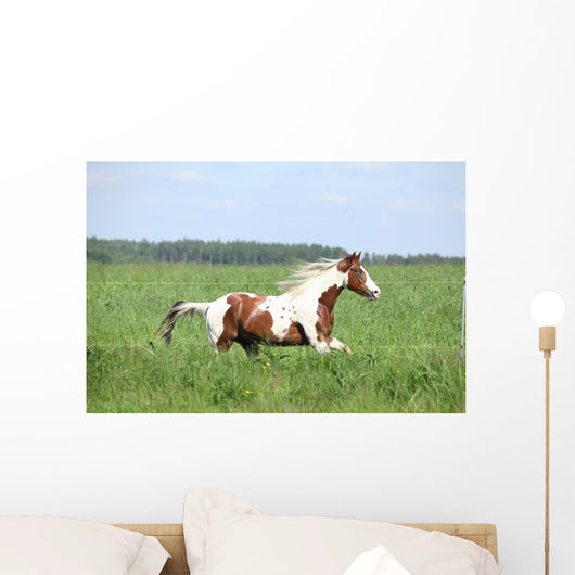 Paint Horse Stallion Running Wall Mural
