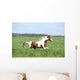 Paint Horse Stallion Running Wall Mural