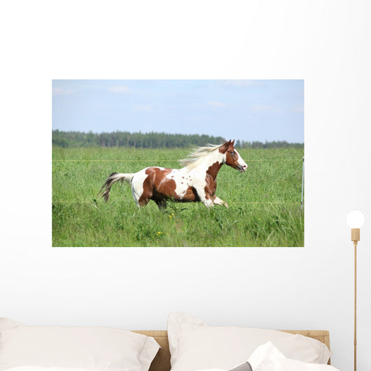 Paint Horse Stallion Running Wall Mural