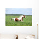 Paint Horse Stallion Running Wall Mural