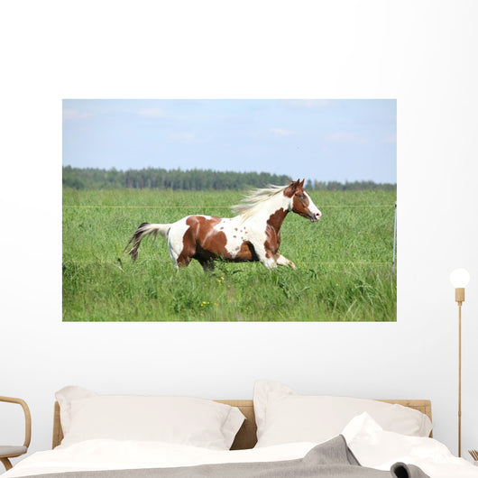 Paint Horse Stallion Running Wall Mural
