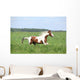 Paint Horse Stallion Running Wall Mural