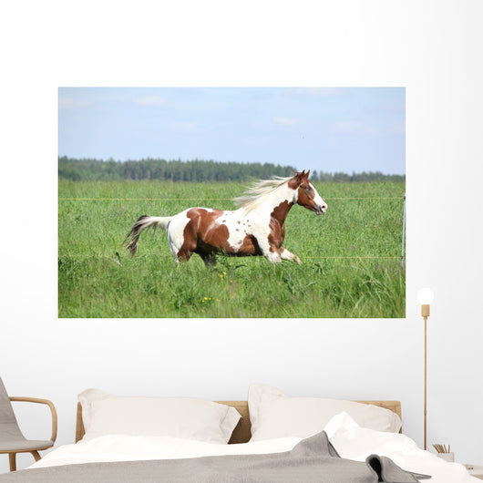 Paint Horse Stallion Running Wall Mural