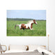 Paint Horse Stallion Running Wall Mural