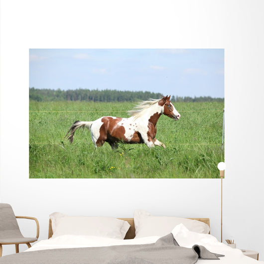 Paint Horse Stallion Running Wall Mural
