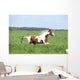Paint Horse Stallion Running Wall Mural