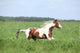 Paint Horse Stallion Running Wall Mural