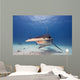 Great Hammerhead