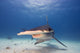 Great Hammerhead