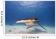 Great Hammerhead