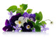 pansies and violets Wall Decal