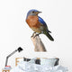 Bluebird Perch with White
