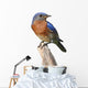 Bluebird Perch with White