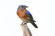 Bluebird Perch with White
