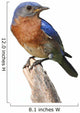 Bluebird Perch with White