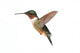Ruby-throated Hummingbird