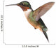 Ruby-throated Hummingbird