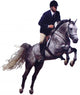 Equestrian Jumping Horse Wall Decal