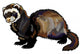 ferret Wall Decal