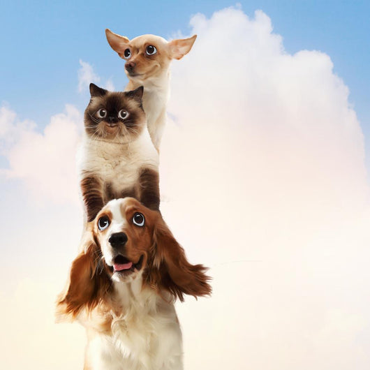 Three home pets Wall Mural