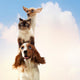 Three home pets Wall Mural