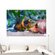 Oscar Fish Aquarium Wall Mural