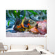 Oscar Fish Aquarium Wall Mural