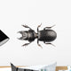 Beetle Species Lucanus Cervus