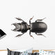 Beetle Species Lucanus Cervus