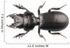 Beetle Species Lucanus Cervus