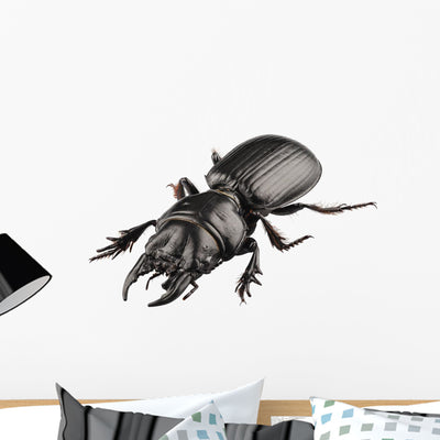 Beetle Species Lucanus Cervus Wall Decal shown on a wall