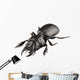 Beetle Species Lucanus Cervus Wall Decal