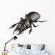 Beetle Species Lucanus Cervus Wall Decal