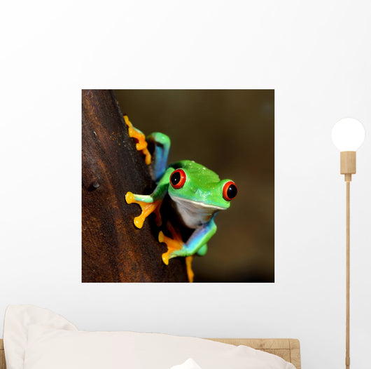 Red-eye Frog Agalychnis Callidryas