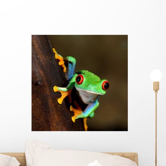 Red-eye Frog Agalychnis Callidryas