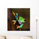 Red-eye Frog Agalychnis Callidryas