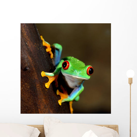 Red-eye Frog Agalychnis Callidryas