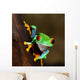 Red-eye Frog Agalychnis Callidryas
