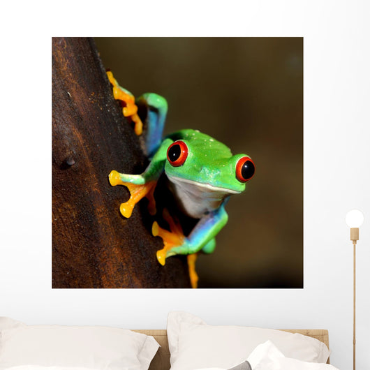 Red-eye Frog Agalychnis Callidryas