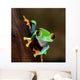 Red-eye Frog Agalychnis Callidryas